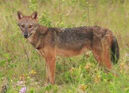 Image of Indian jackal