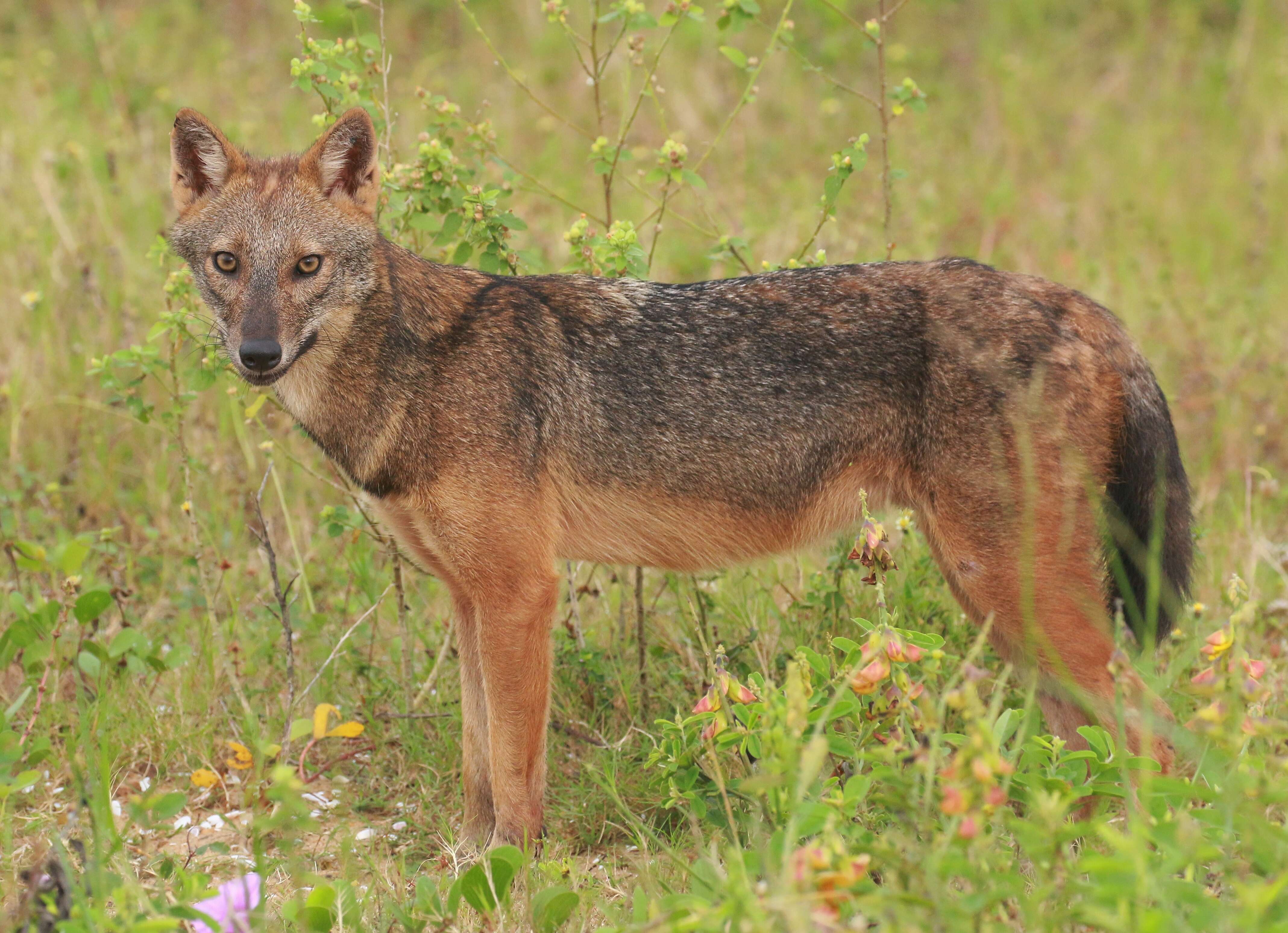 Image of Indian jackal