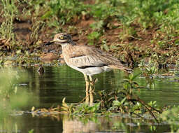 Image of Water Dikkop