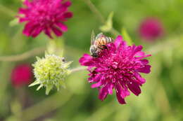 Image of Knautia macedonica Griseb.