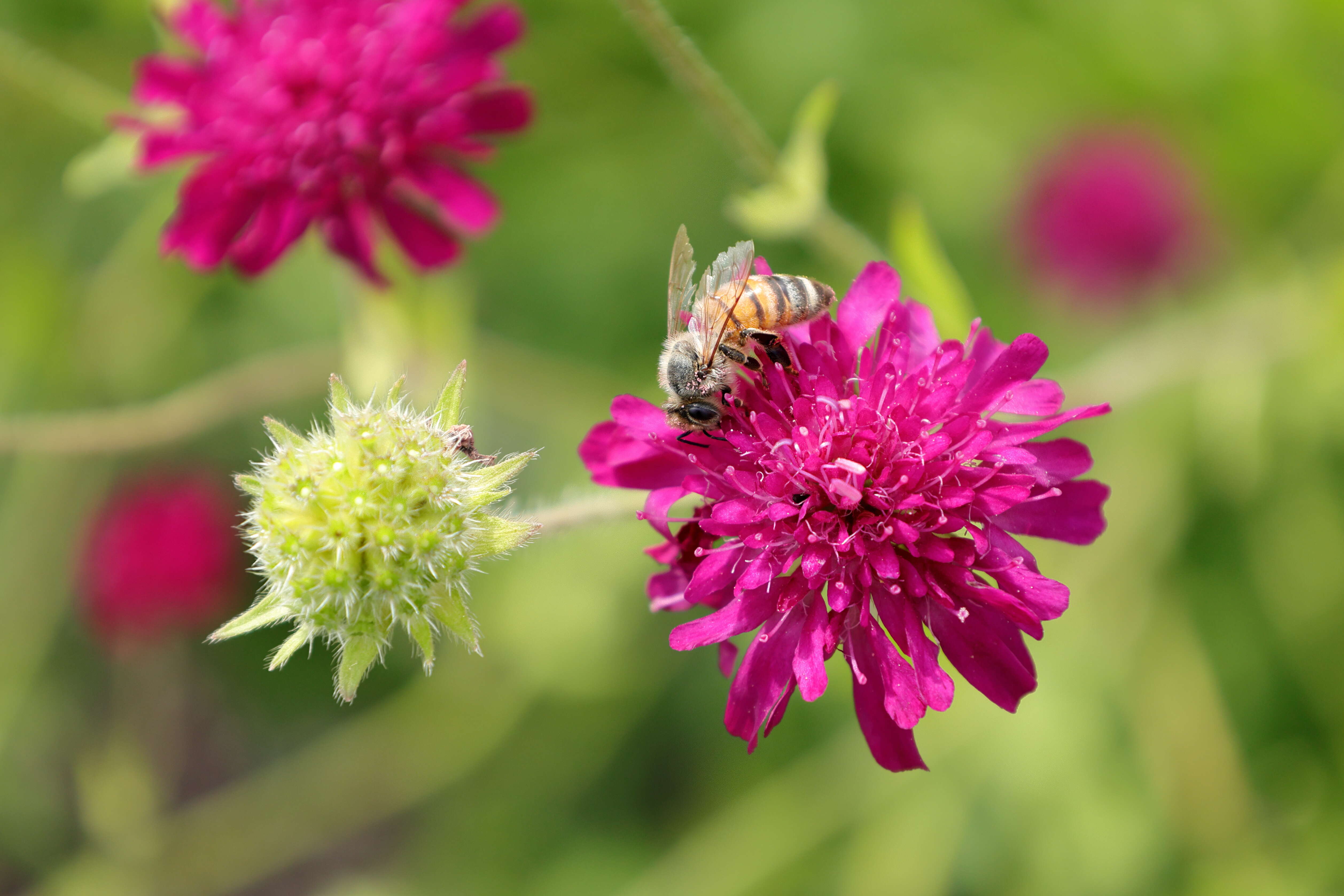 Слика од Knautia macedonica Griseb.