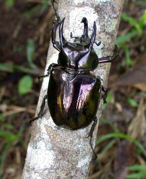 Image of Atlas beetle