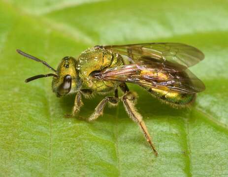 Image of Pure Green Augochlora