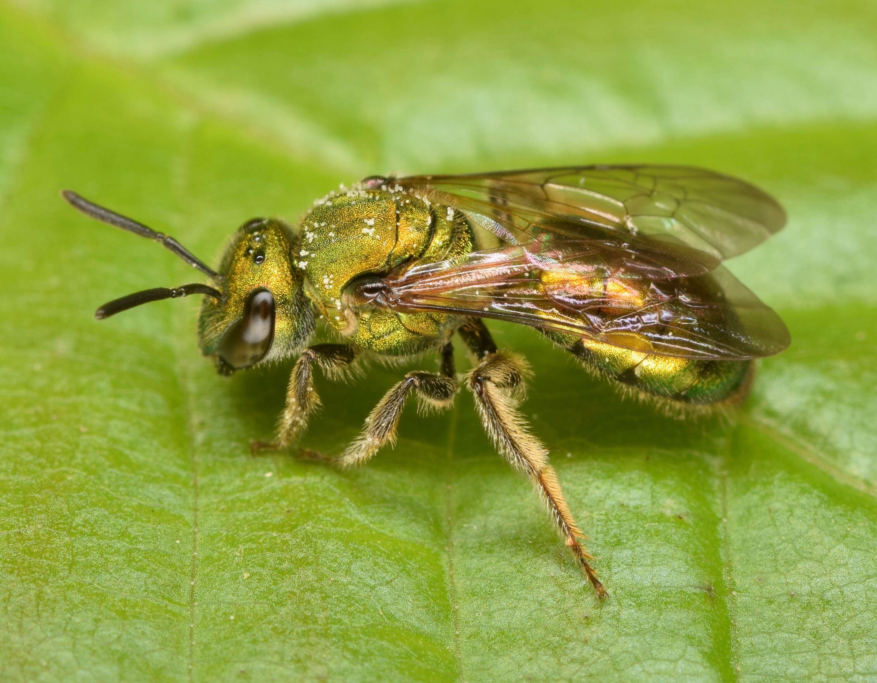 Augochlora pura (Say 1837)的圖片