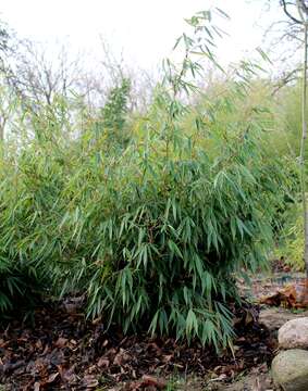 Image of umbrella bamboo