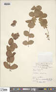 Image of Hypericum coadunatum C. Sm. ex Link