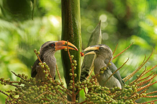 Image of Malabar Grey Hornbill