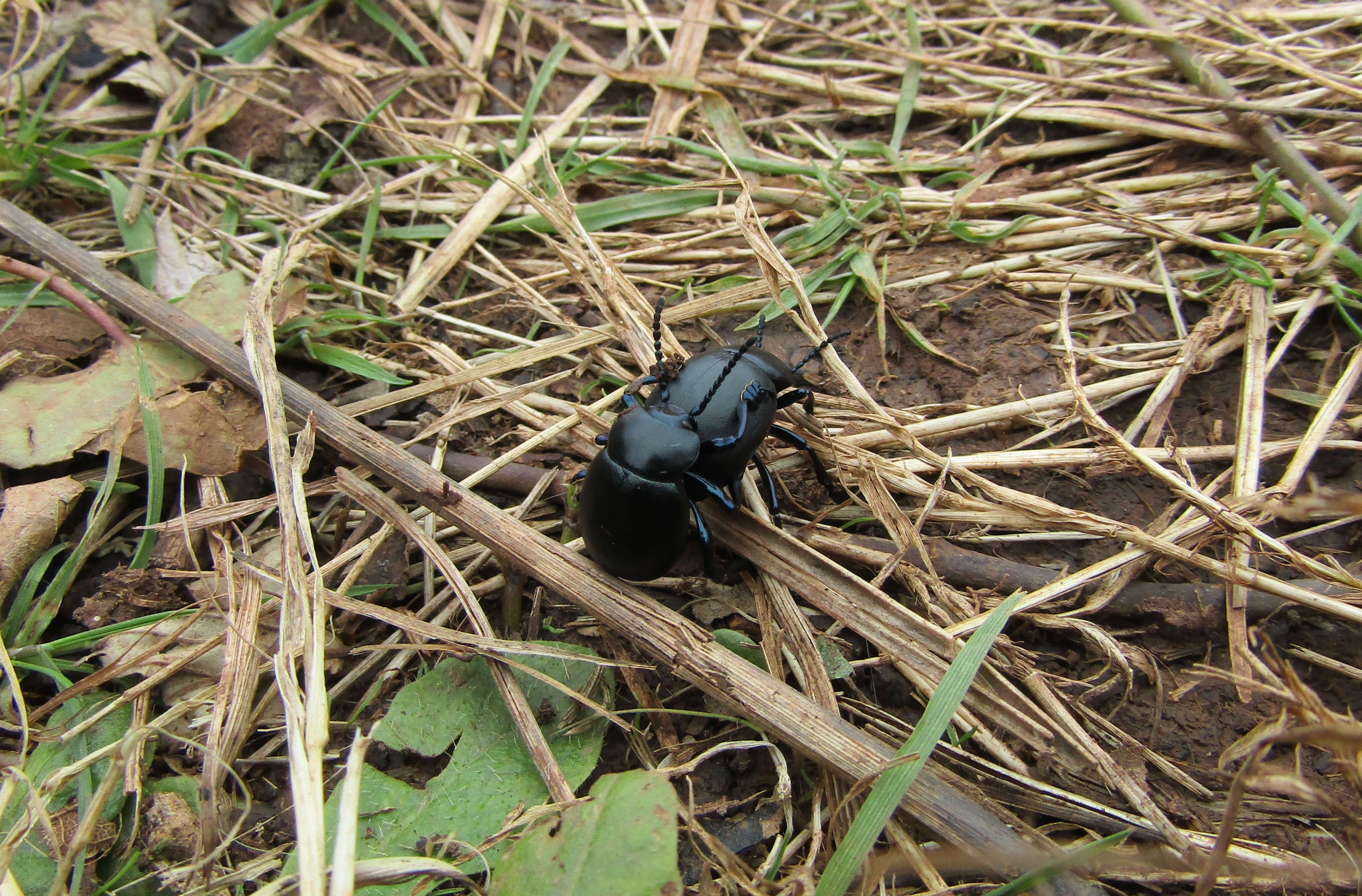 Image of Timarcha tenebricosa