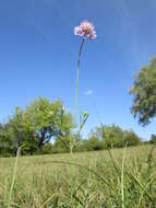 Слика од Knautia arvensis (L.) Coulter