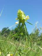 Image of Crested Cow-wheat