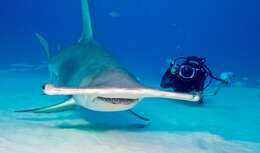 Image of Scalloped Hammerhead