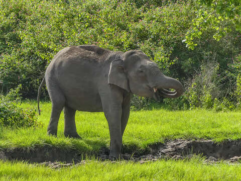 Image of Elephas Linnaeus 1758