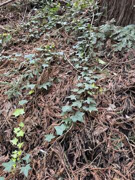 Image of English ivy