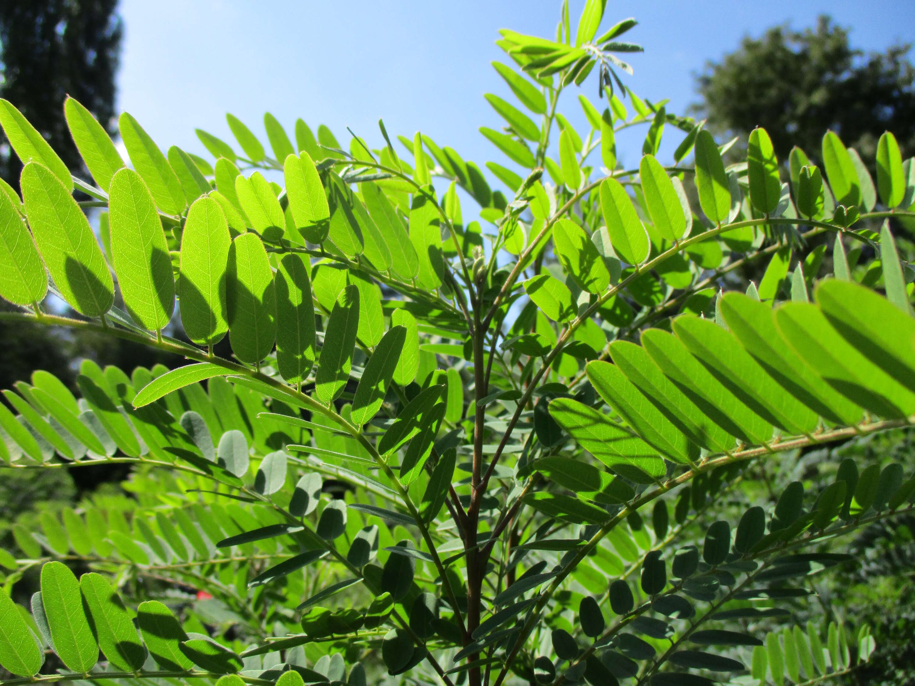 Image of desert false indigo