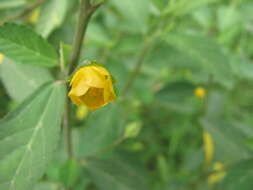 Imagem de Sida rhombifolia L.