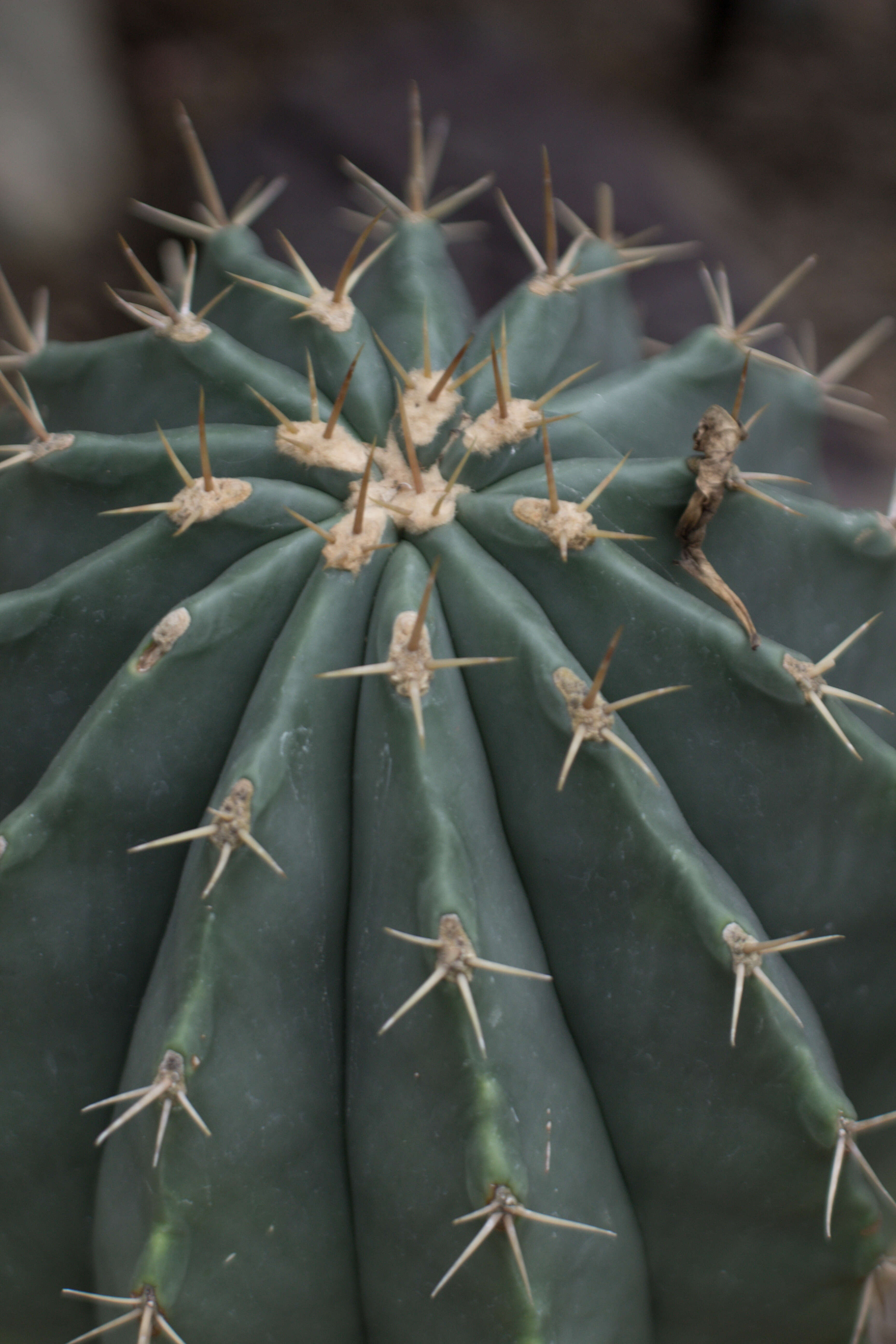 Image of Cactus