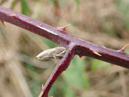 Image of cut-leaved bramble