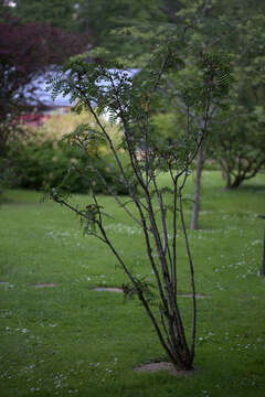 Image of Sorbus foliolosa (Wall.) Spach