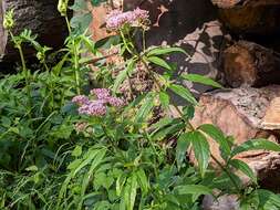 Image of hemp agrimony