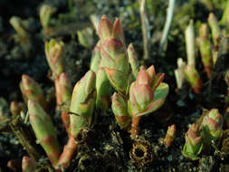 Euphorbia epithymoides L. resmi