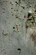 Image of peppermint drop lichen