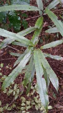 Image of Elaeocarpus dentatus (J. R. & G. Forst.) Vahl