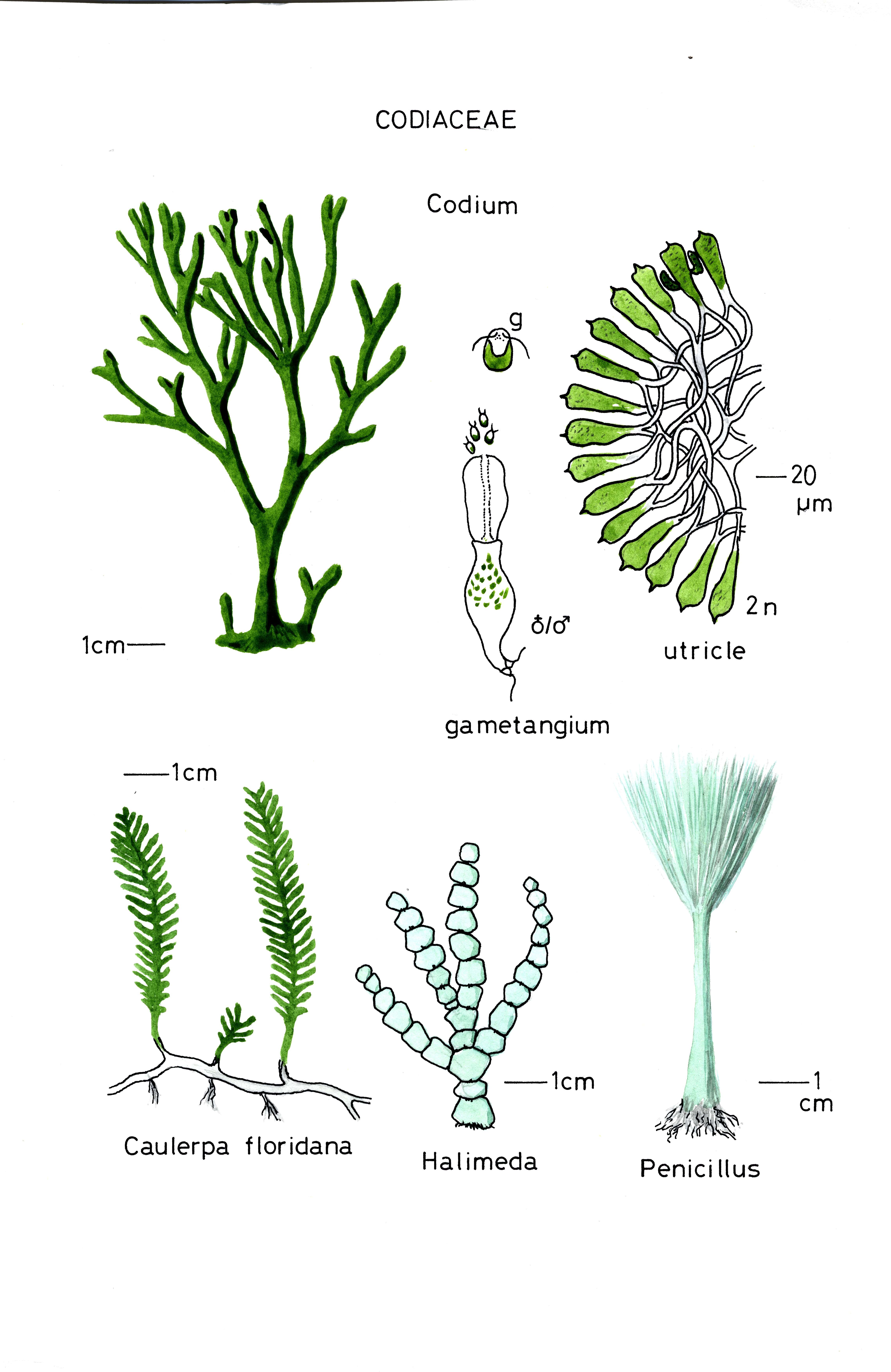 Image of Codiaceae