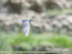 Image of Whiskered Tern