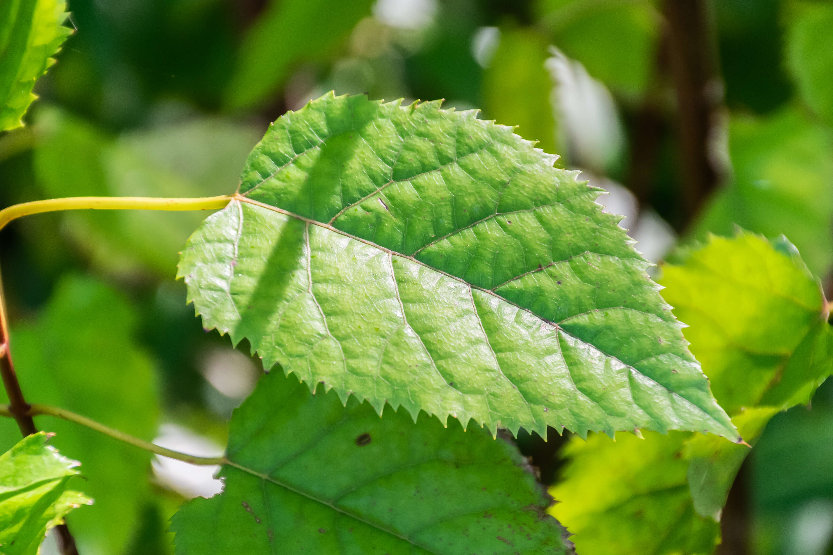 Image of wineberry