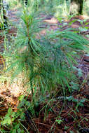 Image of Chiapas White Pine