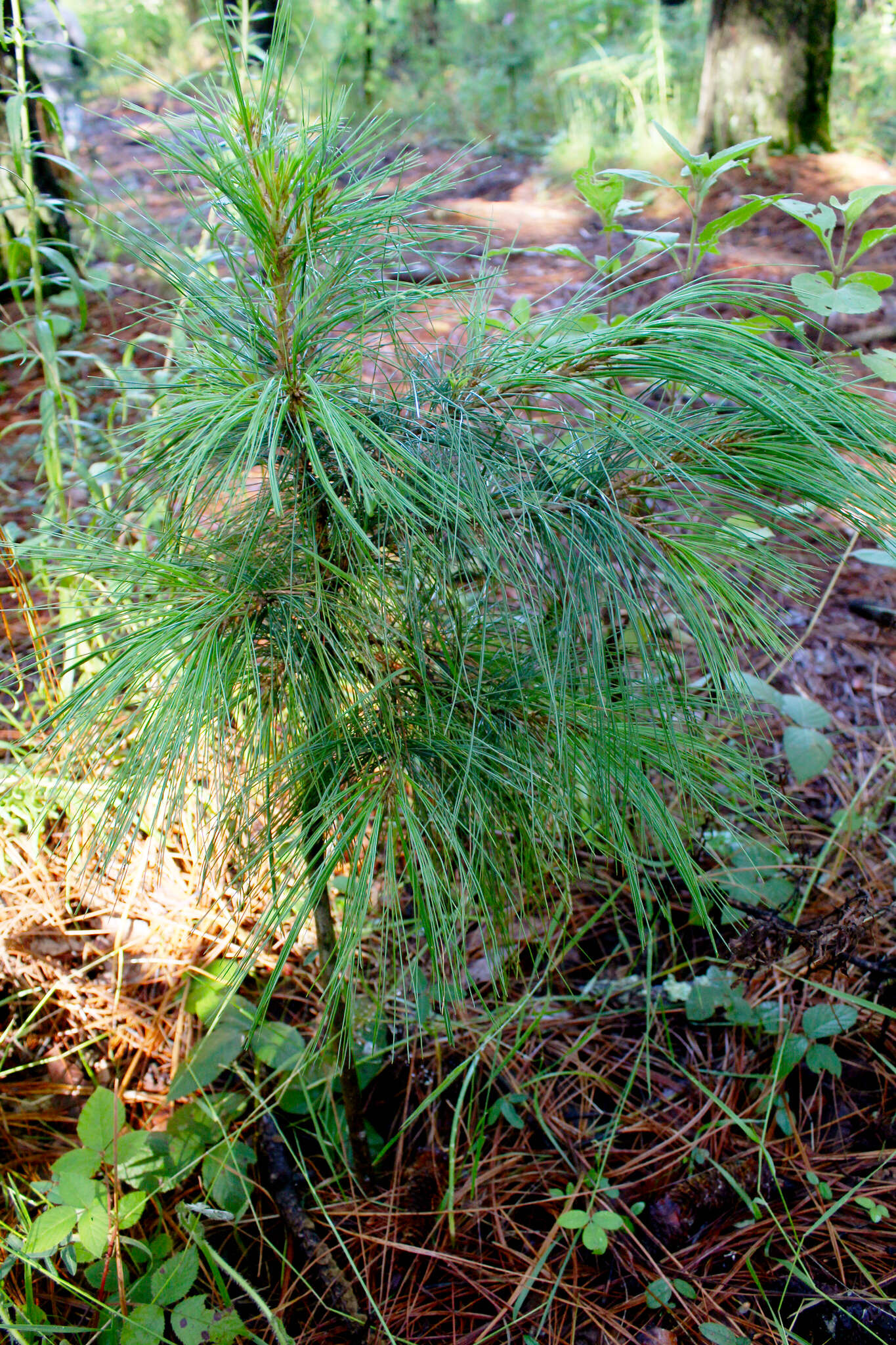 Image of Chiapas White Pine