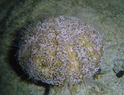 Image of Flower urchin