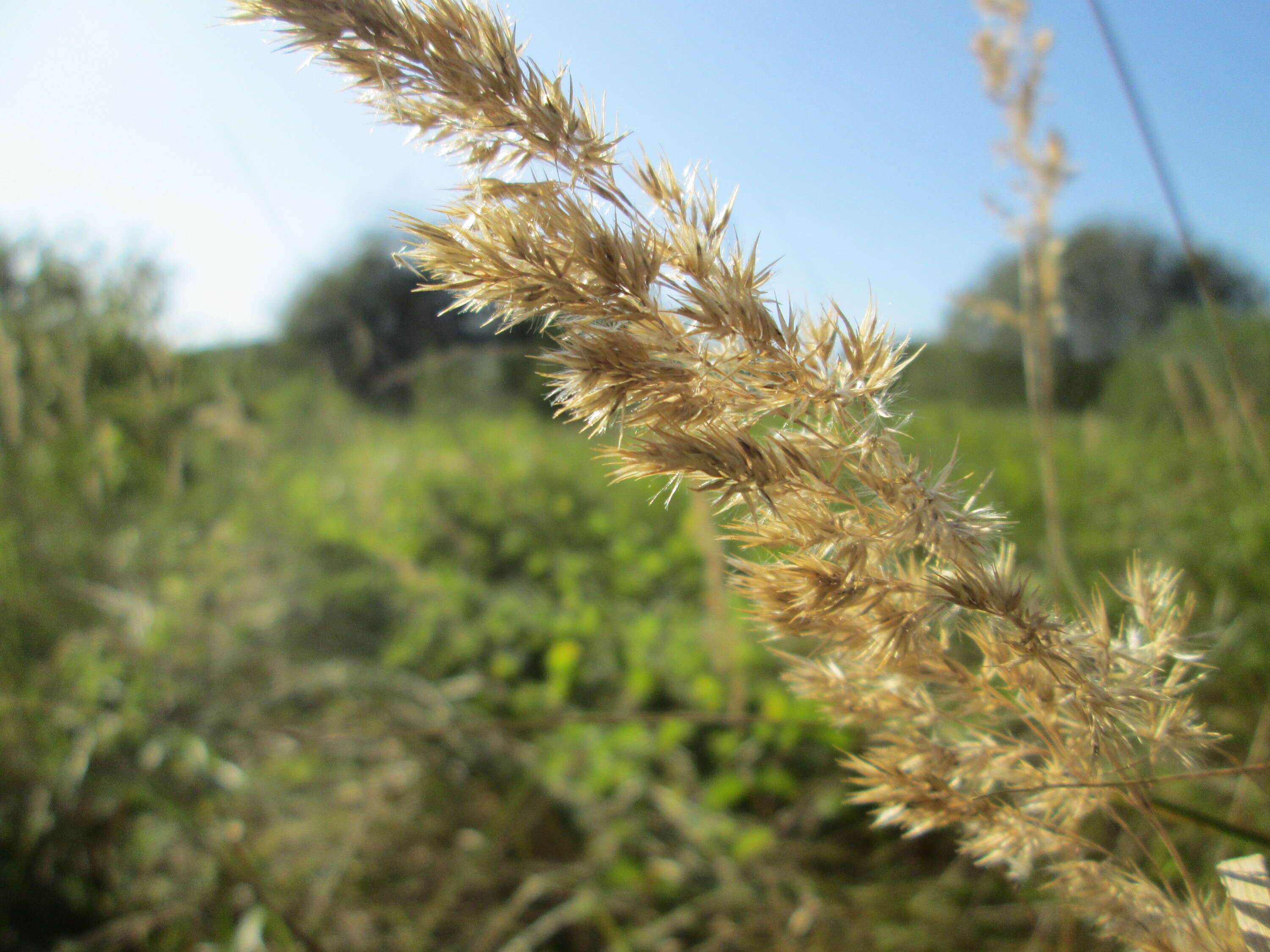 Imagem de Calamagrostis epigejos (L.) Roth