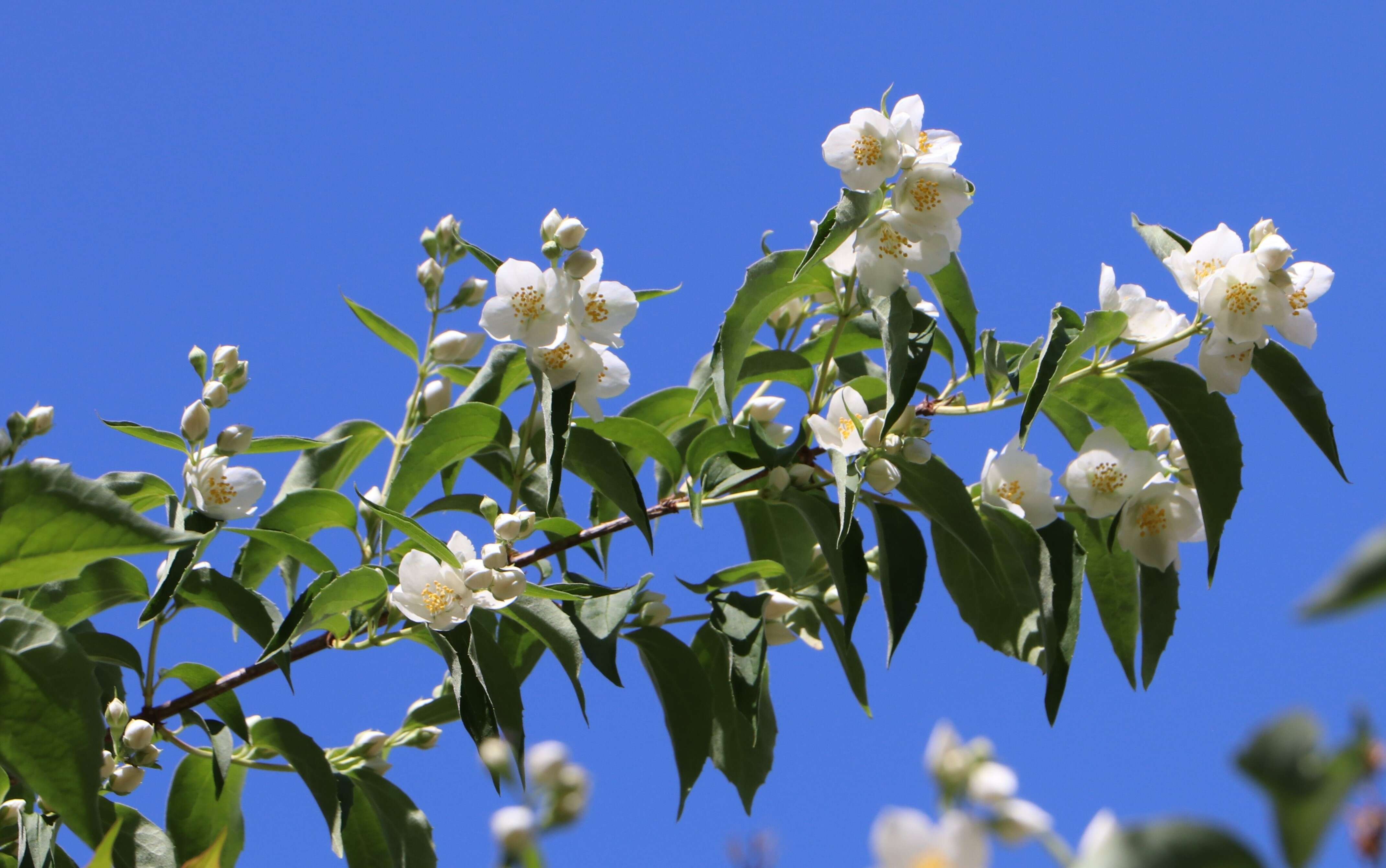 Plancia ëd Philadelphus coronarius L.