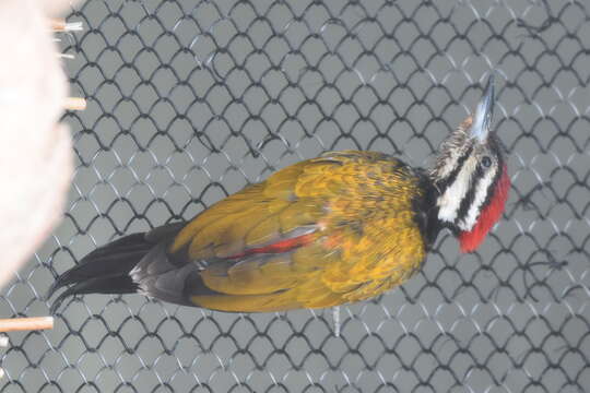 Image of Black-rumped Flameback