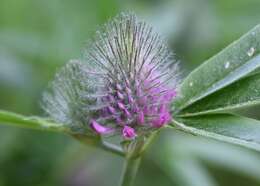 Imagem de Trifolium alpestre L.