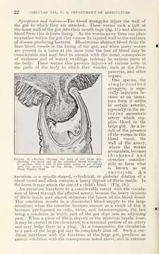 Слика од Strongylus vulgaris (Looss 1900)