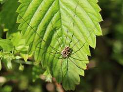 Image of Daddy longleg