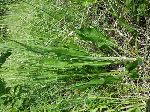 Image of black salsify