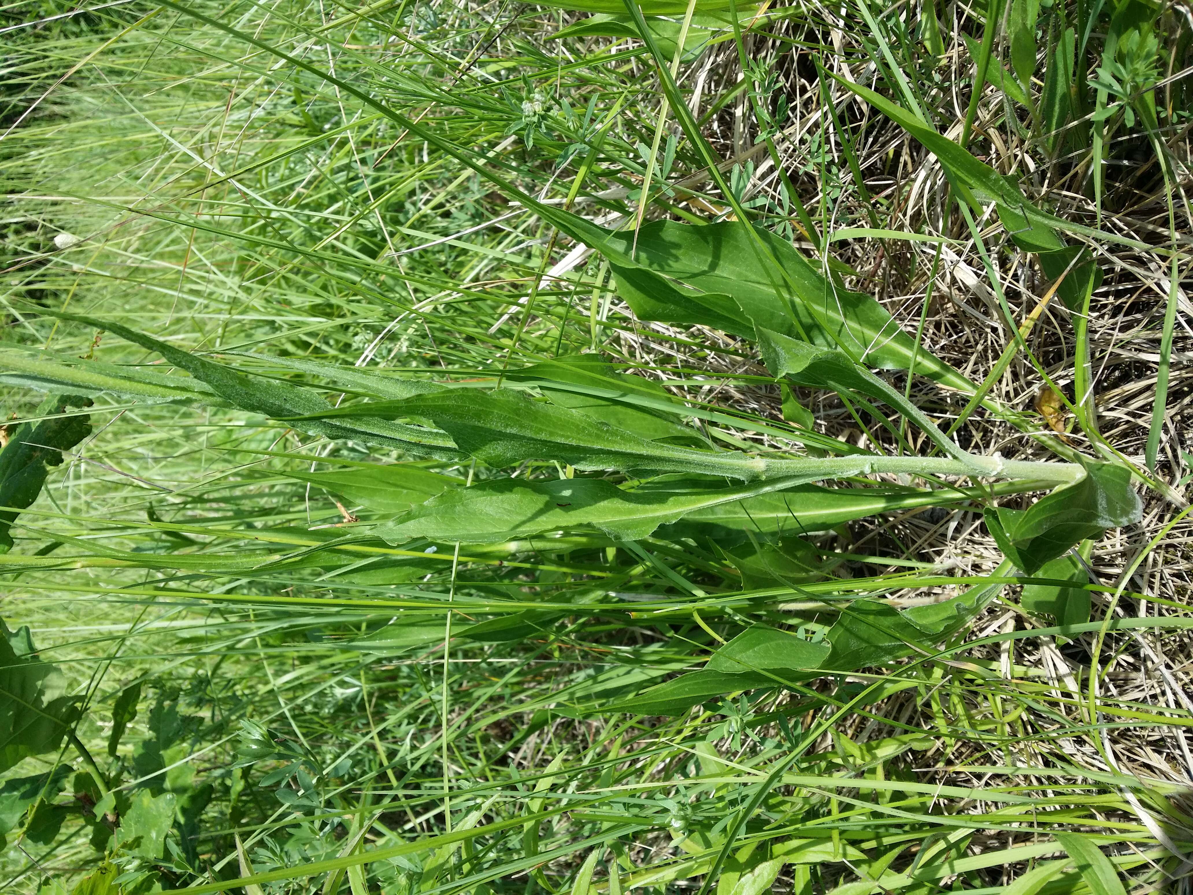 Image of black salsify