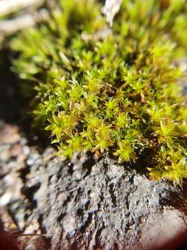 Image of great hairy screw-moss