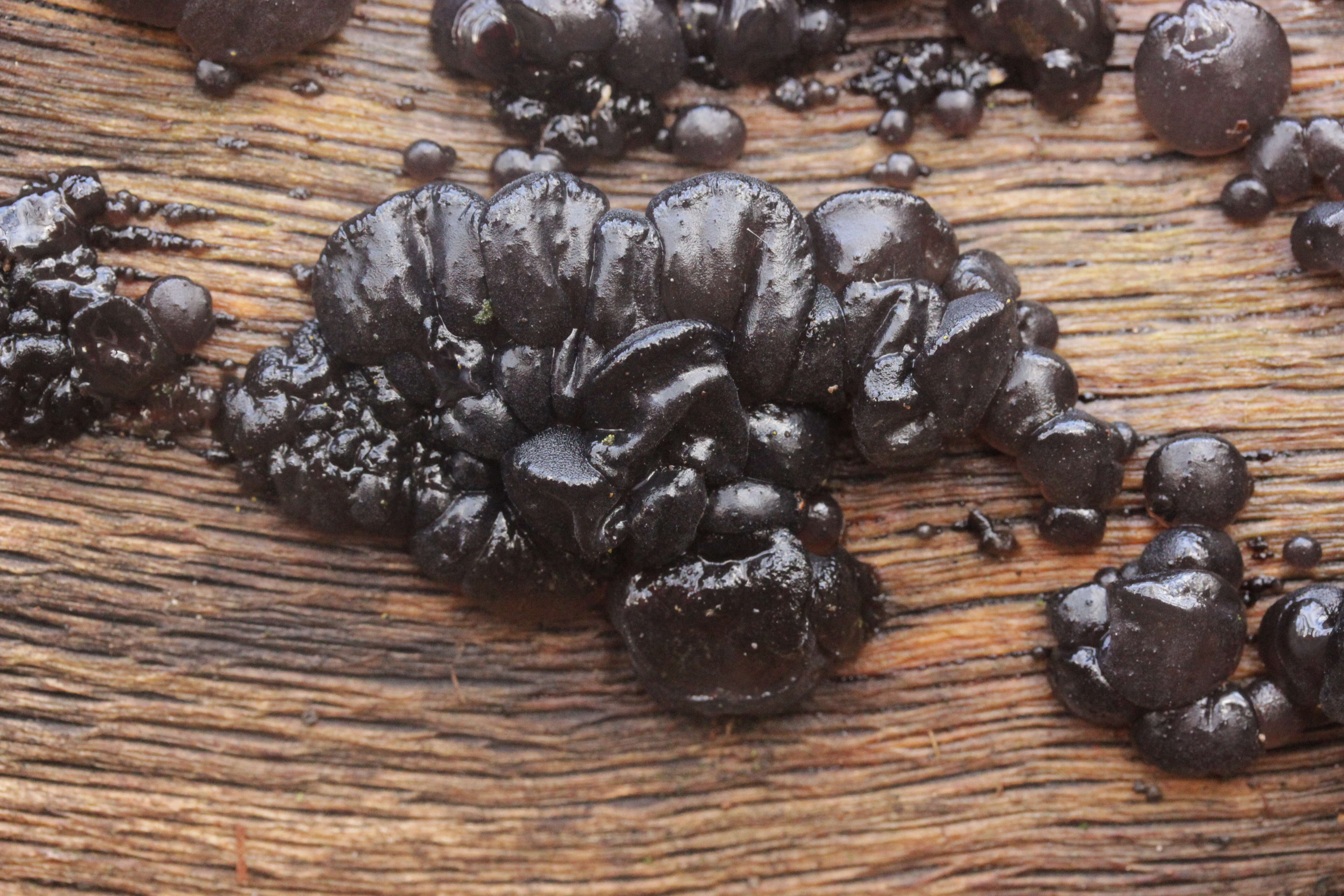 Image of Black Witches' Butter