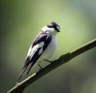 Image of Collared Flycatcher