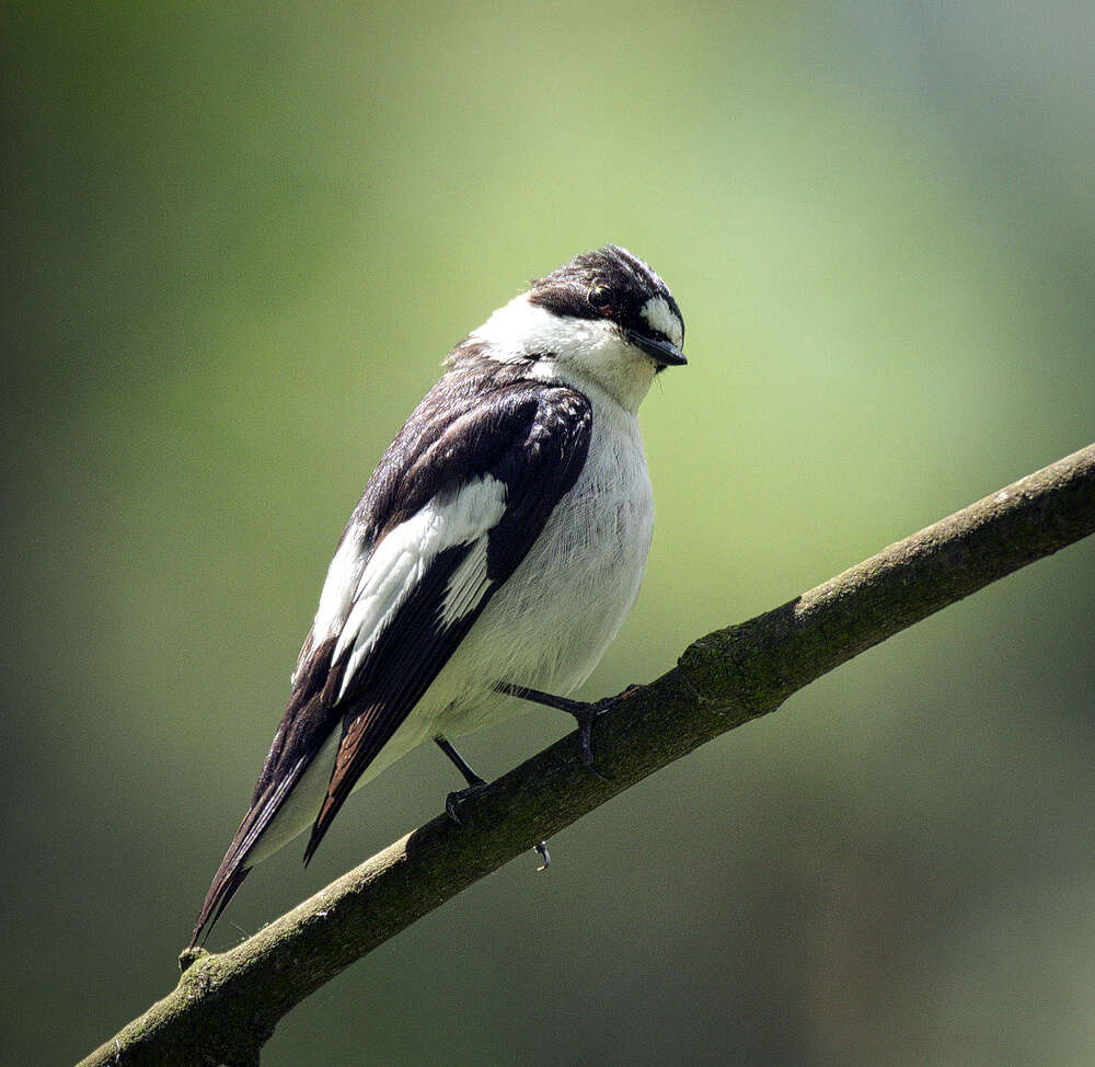 Image of Collared Flycatcher