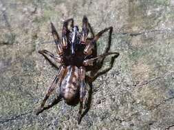 Image of scuttling spiders