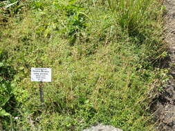 Image of Dianthus petraeus Waldst. & Kit.