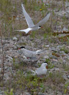 Image of Arctic Tern