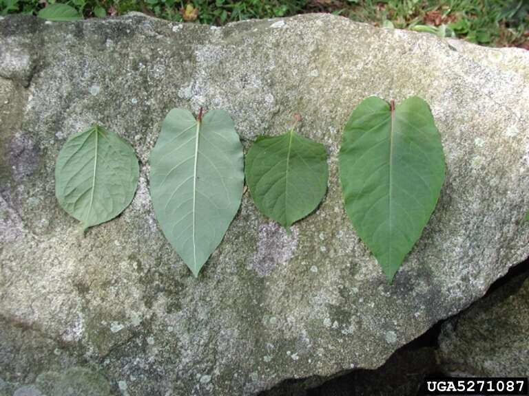 Image of Japanese Knotweed