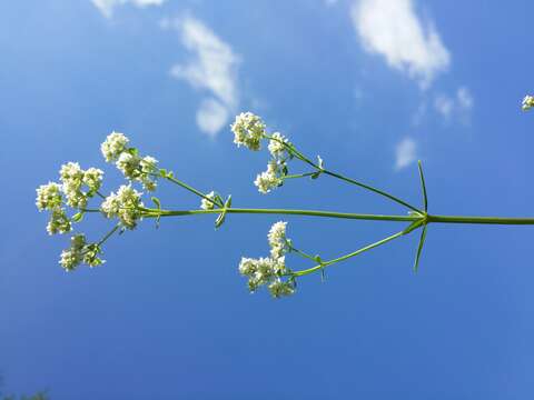 Imagem de Galium boreale L.