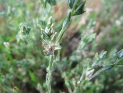 Image of field cudweed